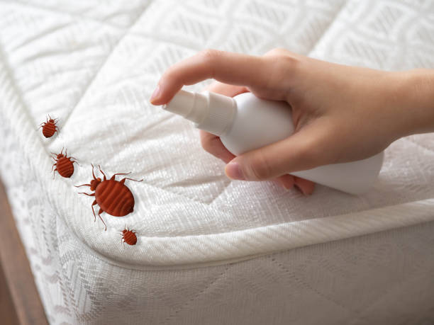 Best Affordable Pest Control Services  in Buxton, NC
