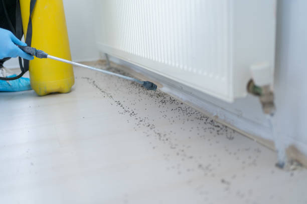 Best Mosquito Control Services  in Buxton, NC