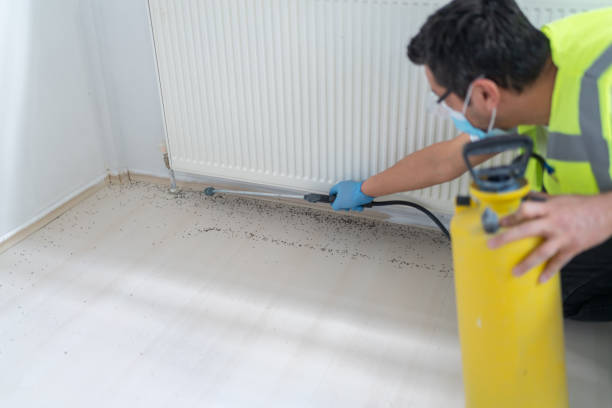 Wasp Removal Services in Buxton, NC
