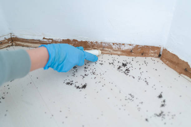 Best Ant Control Services  in Buxton, NC